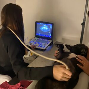 Exame de ultrassom cachorro Digital Vet Diagnóstico por Imagem Veterinário